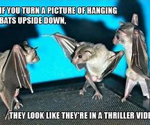 Image result for When That Are Bat Crap Crazy Meme