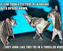 Image result for Funny Fruit Bat Meme