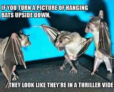 Image result for Vampire Bat Meme