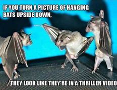 Image result for Funnt Bat Memes
