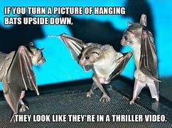 Image result for Bumblebee Bat Meme