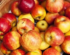 Image result for Small Apple Varieties