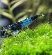 Image result for Blue Freshwater Shrimp
