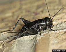 Image result for Seasoned Crickets