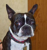 Image result for Boston Terrier Messed Up Eyes