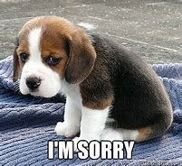 Image result for Sorry Puppy Meme