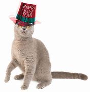 Image result for Cat New Year Resolutions