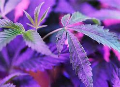 Image result for Marijuana Strains and Effects