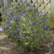 Image result for Gentiana Mystic Blue