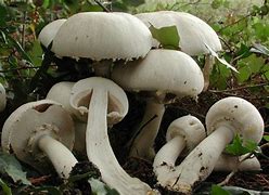 Image result for agaric�ce9