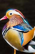 Image result for Mandarin Duck Colorful