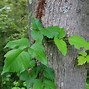 Image result for 3 Leaf Plants Not Poison Ivy