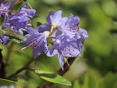 Image result for Rhododendron Blue Tit