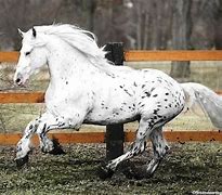 Image result for Appaloosa Friesian Horse
