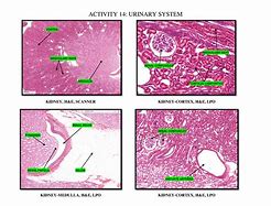 Image result for HP ENVY Scanner