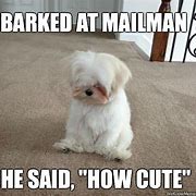 Image result for Small Dog Memes