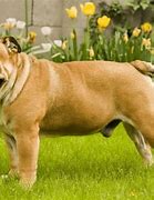 Image result for British Bulldog Adult