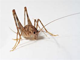Image result for cave cricket life cycle