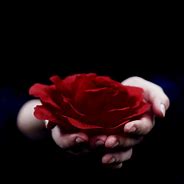 Image result for Blood Red Roses