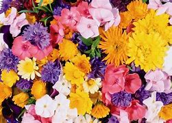 Image result for Pretty Yellow and Pink Flowers