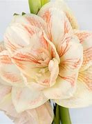 Image result for Amaryllis Nymph