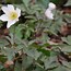 Image result for Anemone nemorosa Alba Plena 1J