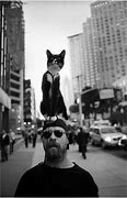 Image result for New York Funny Animals