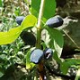 Image result for Lonicera kamtschatica Kalinka (R)