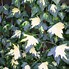 Image result for Hedera helix Goldheart
