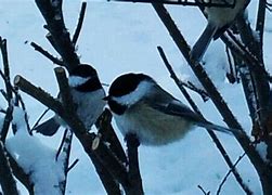 Image result for I Love Chickadees