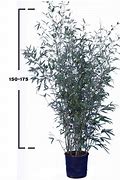 Image result for Phyllostachys aurea (D) 150/175, p30, 7-15T