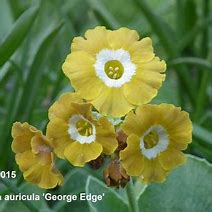 Primula auricula George Edge に対する画像結果