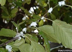 Image result for "woolly-apple-aphid"