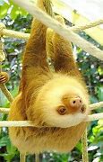 Image result for Sloth Poo Dance