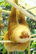 Image result for Jungle Animals Background Sloth