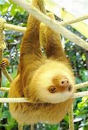 Image result for Dancing Sloth