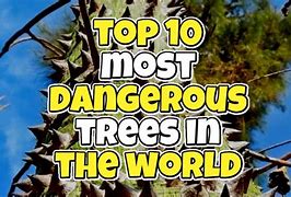 Image result for What Is the Most Dangerous Tree in the World