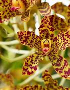 Image result for Types of Orchids Flowers