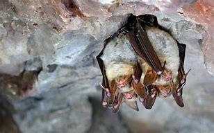 Image result for Bats in South Carolina