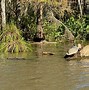 Image result for Honey Island Swamp