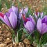 Image result for Crocus sativus