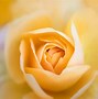 Image result for Photographing Flowers