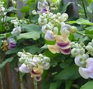 Image result for Cochliasanthus