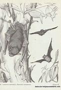 Image result for Bat Draw