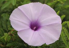 Image result for Ipomoea Cairica