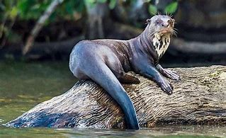 Image result for Brazil Giant Otter