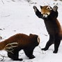 Image result for Red Panda Playing