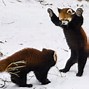 Image result for iPhone Charger Protector Red Panda