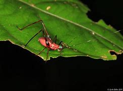 Image result for Red Cricket Bug