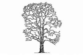 Image result for Tree Trunk CAD Block